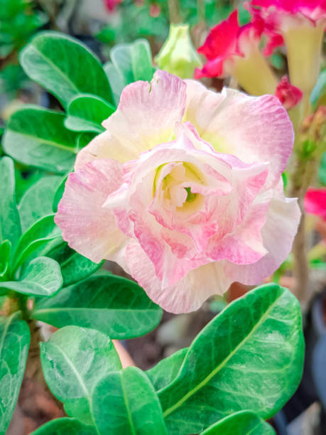 istock Flower of Adenium (Desert Rose, Impala Lily, Mock Azalea) 2032133894
