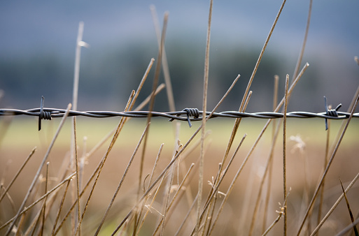 A barbed wire in a field with grass