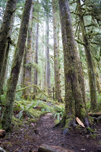 istock Peaceful woodland trail surrounded by tall, mossy trees 2032134009