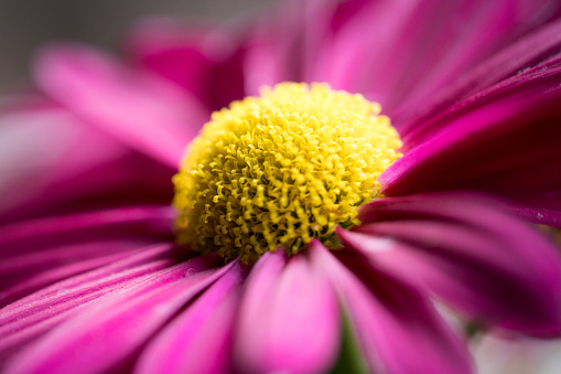 A closeup shot of a bright pink daisy with a yellow center