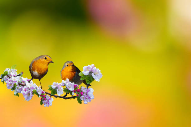 istock Spring and birds. Robins. Colorful nature backgrpund. 2032134115