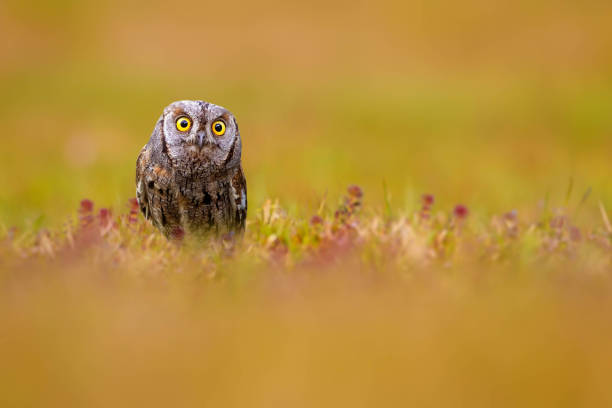 istock Owl. Green nature background. 2032134116