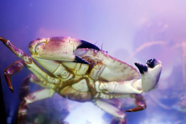 istock gray and brown crab close up in blue water 2032134167