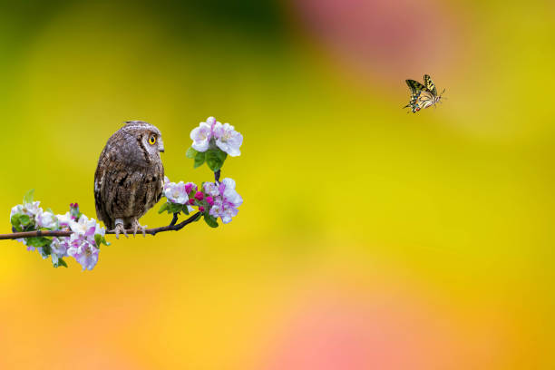 Spring nature