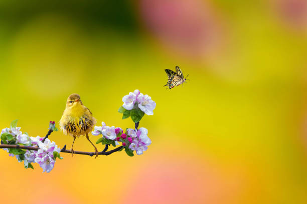 Wildlife photography.