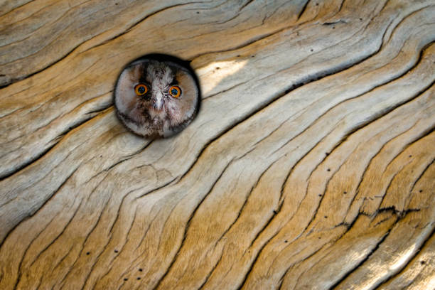 Long eared owl