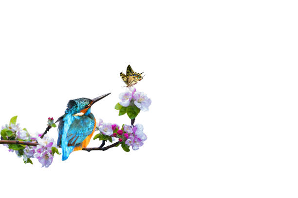 istock Spring nature. Kingfisher and flying butterfly. Isolated images. White background. 2032134205