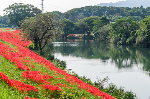 Red spider lily(cluster amaryllis) of Tsuya River (Kaizu City, Gifu Prefecture).