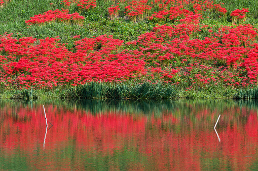 Red spider lily(cluster amaryllis) of Tsuya River (Kaizu City, Gifu Prefecture).