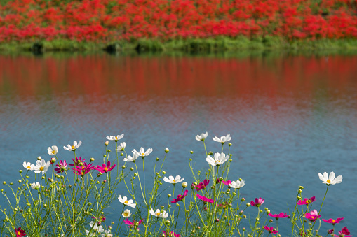 Red spider lily(cluster amaryllis) and cosmos in Tsuya River. (Kaizu City, Gifu Prefecture)