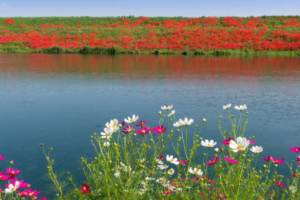 Red spider lily(cluster amaryllis) and cosmos in Tsuya River. (Kaizu City, Gifu Prefecture)