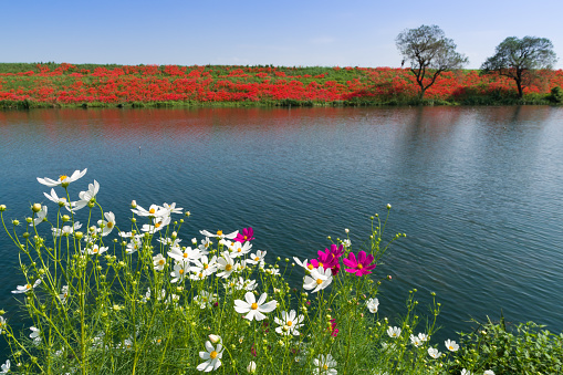 Red spider lily(cluster amaryllis) and cosmos in Tsuya River. (Kaizu City, Gifu Prefecture)