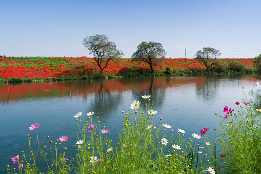 Red spider lily(cluster amaryllis) and cosmos in Tsuya River. (Kaizu City, Gifu Prefecture)