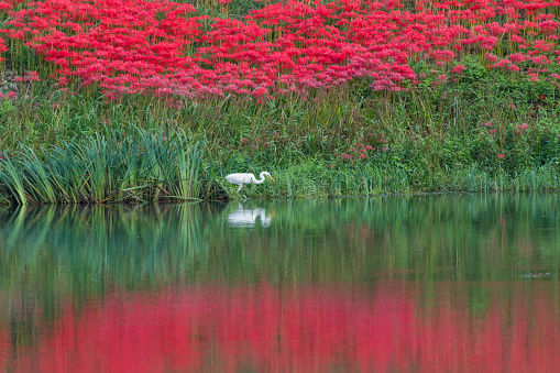 Cluster amaryllis(Red spider lily) and white egret in Tsuya river.\nKaizu City, Gifu Prefecture.
