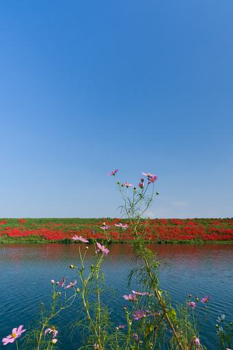 Red spider lily(cluster amaryllis) and cosmos in Tsuya River. (Kaizu City, Gifu Prefecture)