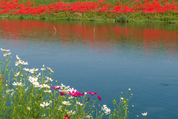 istock Red spider lily and cosmos in Tsuya River. (Kaizu City, Gifu Prefecture) 2032134656