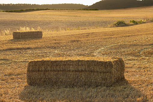 Field with bales of straw with a beautiful sunset