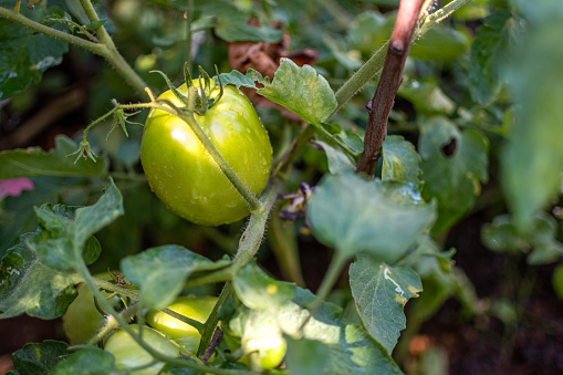 Green young tomato vegetable on a branch in the garden