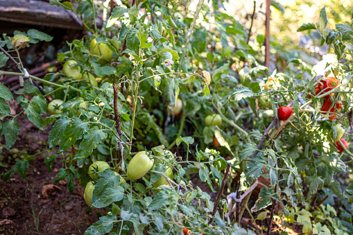 Green and red young tomato vegetable on a branch in the garden