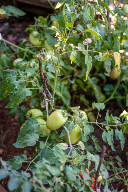istock Green tomato ripens on a branch in a greenhouse 2032137417