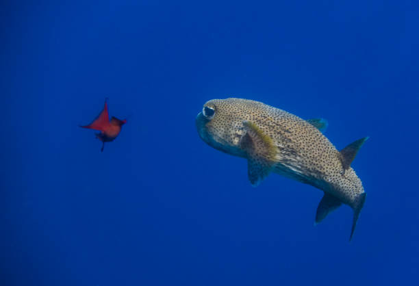 istock spon fin porcoupinfish in deep blue water with a other little fish 2032140081