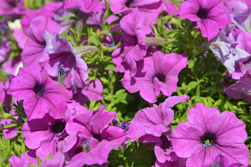 Purple petunia flowers in a city park on a summer day. Decorative street flowers.