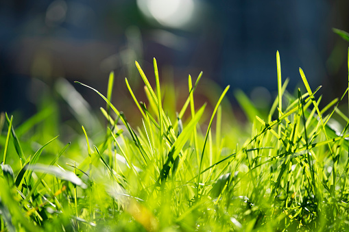 Grass in the wind on a summer day in Zaltbommel