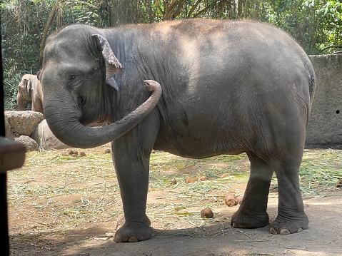 a picture of a female Asian Elephant (Elephas maximus) also known as the Asiatic elephant, standing and curling her trunk, while opening its mouth as if it's smiling. the female Asian elephants don't have tusks.