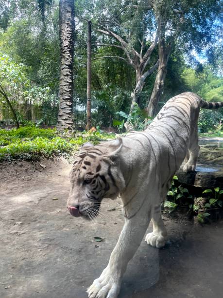 istock White Sumatran Tiger (Panthera tigris sondaica) Walks Through Lush Forest 2032150228