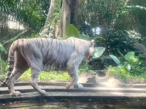 A majestic white sumatran tiger walks along a dirt path in a dense forest. Its a very rare species of Sumatran Tiger, because it can only come from both of white tiger parent's recessive genes. Sunlight filters through the leaves, casting dappled shadows on the ground. This image is a powerful reminder of the beauty and fragility of these endangered animals.