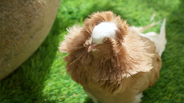 Jacobin Pigeon With Distinct Muff or Cowl of Fluffed Feathers Form In Shape of Rosette Surrounding Pigeon's Head - Close-up