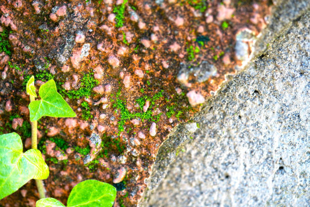 Nature green Ivy plant leaf in sun shine on crack brick  wall