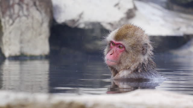 Snow Monkey at Nagoya in Japan