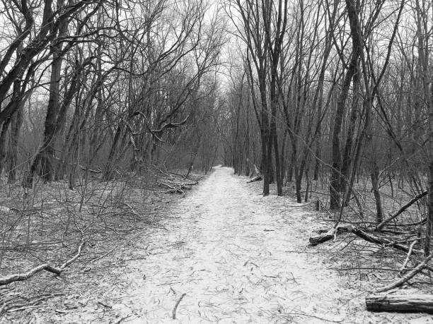 istock Black and white photo. An empty grove in winter. 2032162000