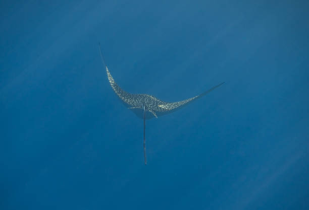 amazing spotted eagle ray in clear blue seawater with sunrays from the surface in egypt