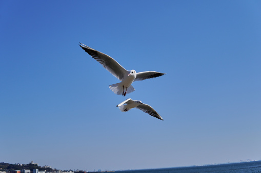 Two seagulls gliding through the air.