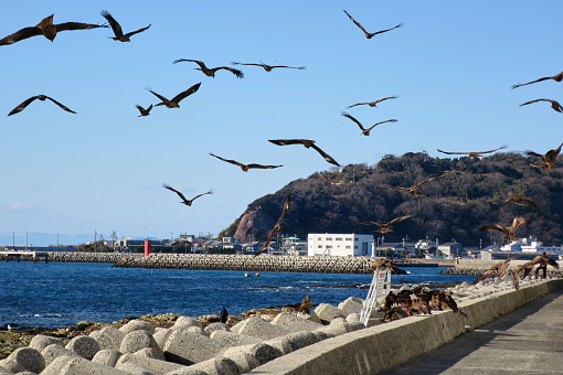 [Minamichita] A large number of dragonflies and seagulls flying around the coast.
