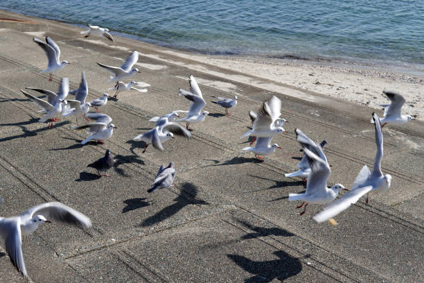 Ría de Noia, Galicia, Spain. Camino de Santiago. Reflections . Wooden waterfront promenade railing in the foreground, two seagulls.