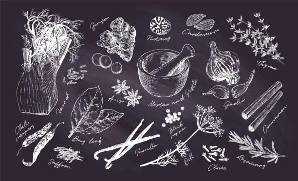 Vector illustration of Chalk drawn collection of herbs and spices