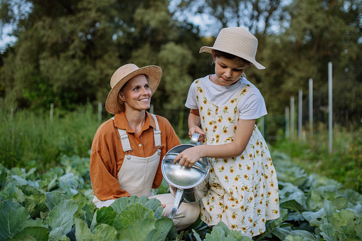 Daughter helping female farmer wattering cabbage on field with watering can. Farmer in overalls and girl in summer dress watering the cabbage.