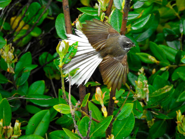 New Zealand Fantail (Rhipidura fuliginosa) fanning its tail in Kaikoura, New Zealand