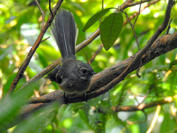 istock Curious New Zealand Fantail Looking 2032178534