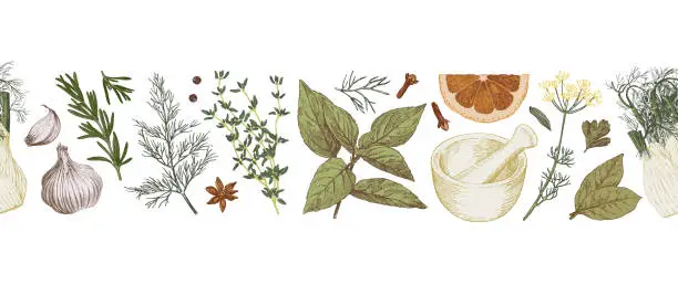 Vector illustration of Herbs and spices hand drawn seamless border