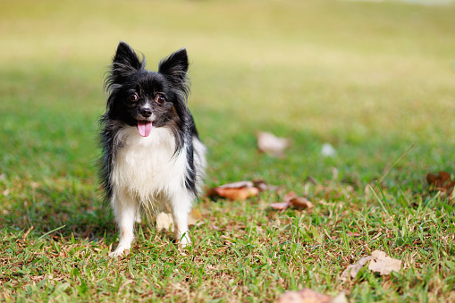 A cute long-haired Chihuahua dog is at the park, looking directly at the camera.