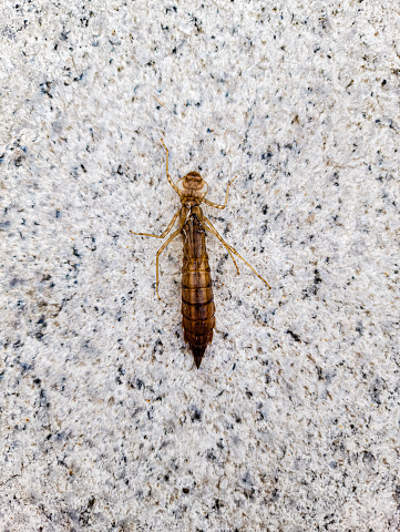 Dragonfly larvae, dragonfly shell, insect exoskeleton