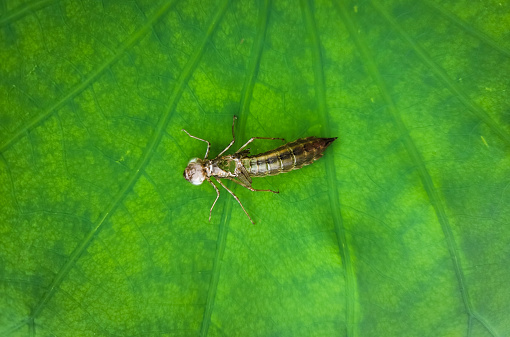 Dragonfly larvae, dragonfly shell, insect exoskeleton