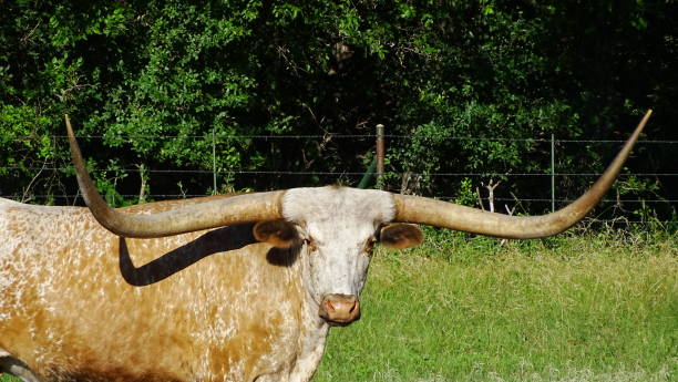 istock A Texas symbol, the real Longhorn. 2032196482
