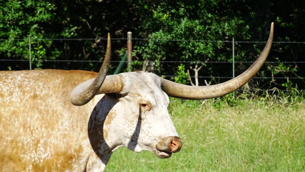 istock A Texas symbol, the real Longhorn. 2032196487