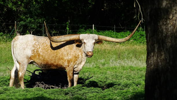 A Texas symbol, the real Longhorn. Wild Longhorn, Texas texas independence day stock pictures, royalty-free photos & images