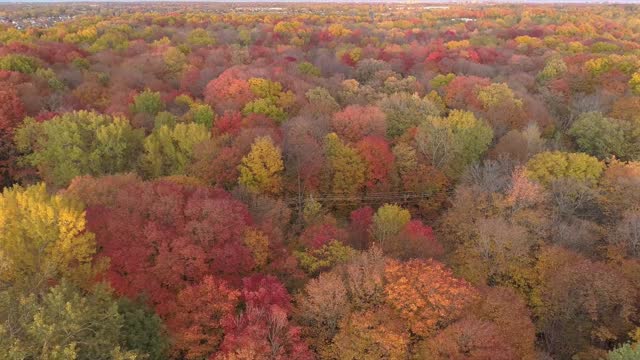 Aerial shot with a drone moving backward showing the trees with the color of Autumn